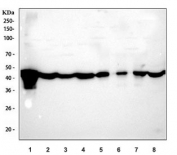 Western blot testing of 1) zebrafish, 2) chicken heart, 3) chicken liver, 4) chicken brain, 5) monkey heart, 6) monkey lung, 7) monkey kidney and 8) monkey liver tissue lysate with b-Actin antibody. Predicted molecular weight ~48 kDa.