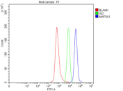 Flow cytometry testing of fixed human SH-SY5Y cells with MAP3K1 antibody at 1ug/million cells (blocked with goat sera); Red=cells alone, Green=isotype control, Blue= MAP3K1 antibody.