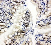 IHC-P: NRF1 antibody testing of rat intestine tissue