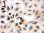 ICC testing of Prohibitin 2 antibody and A549 cells
