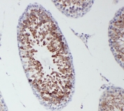 IHC-P testing of rat testis tissue