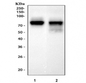 Western blot testing of 1) rat testis and 2) mouse testis tissue lysate with VASA antibody.