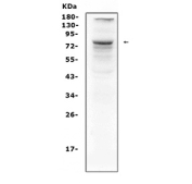 Western blot testing of human HeLa cell lysate with CRTC1 antibody. Predicted molecular weight ~67 kDa, routinely observed at 67-82 kDa.