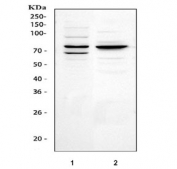 Western blot testing of 1) human HEL and 2) rat kidney tissue lysate with Tec antibody. Predicted molecular weight ~73 kDa.