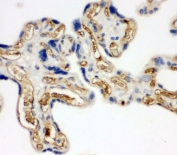 IHC-P: Adiponectin antibody testing of human placenta tissue