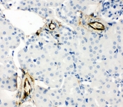 IHC-P: Adiponectin antibody testing of mouse kidney tissue