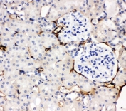 IHC-P: Adiponectin antibody testing of rat kidney tissue