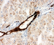 IHC-F testing of Adiponectin antibody and rat liver tissue