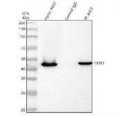 Immunoprecipitation of Flotillin 1 protein from 500ug of human A431 whole cell lysate with 2ug of Flotillin 1 antibody.