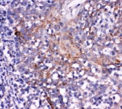 IHC-P: CD244 antibody testing of human tonsil tissue