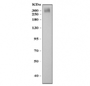 Western blot testing of ABCA4 antibody and mouse eye tissue lysate. Predicted molecular weight ~256 kDa but may be observed at higher molecular weights due to glycosylation.