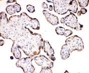 IHC-P: Aquaporin 6 antibody testing of human placenta tissue