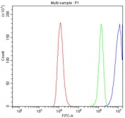 Flow cytometry testing of fixed and permeabilized human RT4 cells with Ataxin-2 antibody at 1ug/10^6 cells (blocked with goat sera); Red=cells alone, Green=isotype control, Blue=Ataxin-2 antibody.