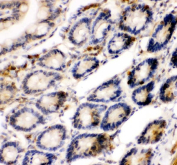 IHC staining of FFPE rat intestine tissue with NFKB1 antibody. HIER: boil tissue sections in pH8 EDTA for 20 min and allow to cool before testing.