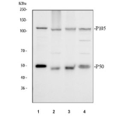Western blot testing of human 1) ThP-1, 2) Raji, 3) Daudi and 4) MCF7 cell lysate with NFKB1 antibody.  Expected molecular weight: 50 kDa / 105 kDa.