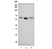 Western blot testing of 1) human U-2 OS, 2) rat PC-12 and 3) mouse NIH 3T3 cell lysate with Syndecan 3 antibody. Predicted molecular weight ~46 kDa but may be observed at higher molecular weights due to glycosylation.