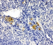IHC-P: Leupaxin antibody testing of mouse spleen tissue