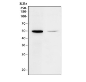 Western blot testing of 1) human ThP-1 and 2) mosue spleen tissue lysate with IRF8 antibody. Predicted molecular weight ~48 kDa.
