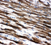 IHC-P: Apoptosis-Inducing Factor antibody testing of rat heart tissue