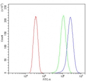 Flow cytometry testing of human HeLa cells with ATG7 antibody at 1ug/million cells (blocked with goat sera); Red=cells alone, Green=isotype control, Blue= ATG7 antibody.