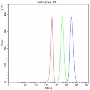 Flow cytometry testing of fixed and permeabilized human 293T cells with PRMT4 antibody at 1ug/million cells (blocked with goat sera); Red=cells alone, Green=isotype control, Blue= PRMT4 antibody.