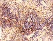 IHC-P testing of rat spleen tissue