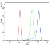 Flow cytometry testing of human A431 cells with ARA9 antibody at 1ug/million cells (blocked with goat sera); Red=cells alone, Green=isotype control, Blue= ARA9 antibody.