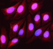 Immunofluorescent staining of FFPE human U-2 OS cells with Annexin V antibody (red) and DAPI nuclear stain (blue). HIER: steam section in pH6 citrate buffer for 20 min.