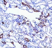 IHC staining of FFPE mouse kidney tissue with Calbindin antibody. HIER: boil tissue sections in pH8 EDTA for 20 min and allow to cool before testing.