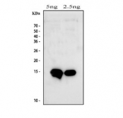 Western blot testing of a recombinant human BDNF protein fragment with BDNF antibody.