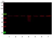 Western blot testing of 1) human 293T, 2) human MCF7, 3) human PC-3, 4) rat C6, 5) rat PC-12, 6) mouse NIH 3T3 and 7) mouse RAW264.7 cell lysate with Beclin 1 antibody and DyLight 647 secondary. Predicted molecular weight ~52 kDa.