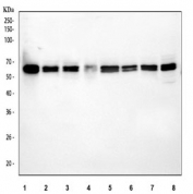 Western blot testing of 1) human Raji, 2) human 293T, 3) human MCF7, 4) human PC-3, 5) rat C6, 6) rat PC-12, 7) mouse NIH 3T3 and 8) mouse RAW264.7 cell lysate with Beclin 1 antibody. Predicted molecular weight ~52 kDa.