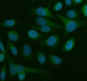 Immunofluorescent staining of FFPE human HeLa cells with Beclin 1 antibody (green) and DAPI nuclear stain (blue). HIER: steam section in pH6 citrate buffer for 20 min.