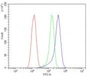 Flow cytometry testing of human A549 cells with CBL antibody at 1ug/million cells (blocked with goat sera); Red=cells alone, Green=isotype control, Blue= CBL antibody.