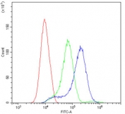 Flow cytometry testing of rat BRL 3A cells with CD43 antibody at 1ug/10^6 cells (blocked with goat sera); Red=cells alone, Green=isotype control, Blue= CD43 antibody.