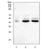 Western blot testing of 1) human 293T, 2) rat brain and 3) mouse brain tissue lysate with CREB antibody. Predicted molecular weight is 37 kDa but routinely observed at ~43 kDa.
