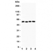 Western blot testing of Cyclin B1 antibody and Lane 1:  HeLa;  2: 293T;  3: MCF-7;  4: COLO320 lysate. Predicted molecular weight: 48-60 kDa.