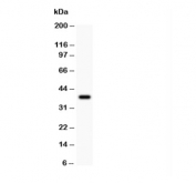 Western blot testing of NALP3 antibody and recombinant human protein (0.5ng)