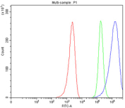 Flow cytometry testing of fixed and permeabilized human MCF7 cells with AAMP antibody at 1ug/million cells (blocked with goat sera); Red=cells alone, Green=isotype control, Blue= AAMP antibody.
