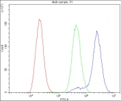 Flow cytometry testing of fixed and permeabilized human U-87 MG cells with alpha Catenin antibody at 1ug/million cells (blocked with goat sera); Red=cells alone, Green=isotype control, Blue= alpha Catenin antibody.