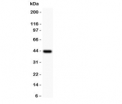 Immunofluorescent staining of human tonsil tissue with LFA-1 antibody (green) and DAPI nuclear counterstain (blue). HIER: boil tissue sections in pH6, 10mM citrate buffer, for 10-20 min followed by cooling at RT for 20 min.