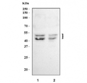 Western blot testing of 1) human HeLa and 2) human U-87 MG cell lysate with C/EBP beta antibody. Expected molecular weight: 36-41 kDa but may be observed at higher molecular weights due to glycosylation.