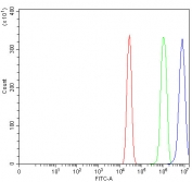 Flow cytometry testing of fixed and permeabilized human A431 cells with C/EBP beta antibody at 1ug/million cells (blocked with goat sera); Red=cells alone, Green=isotype control, Blue= C/EBP beta antibody.
