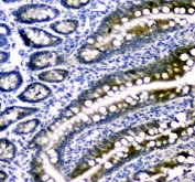 IHC staining of FFPE rat small intestine tissue with DHFR antibody. HIER: boil tissue sections in pH8 EDTA for 20 min and allow to cool before testing.