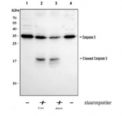 Western blot testing of 1) lysate from untreated human Jurkat cells, 2) lysate from Jurkat cells treated with 1 uM staurosporine, 3) lysate from Jurkat cells treated with 2 uM staurosporine and 4) lysate from untreated human HepG2 cell lysate with Caspase-3 antibody.