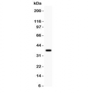Western blot testing of GLUR1 antibody and recombinant human protein (0.5ng).