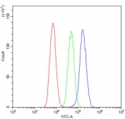 Flow cytometry testing of human U-87 MG cells with GLUR2 antibody at 1ug/million cells (blocked with goat sera); Red=cells alone, Green=isotype control, Blue= GLUR2 antibody.