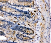 IHC-P: BK channel antibody testing of rat intestine tissue