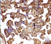IHC staining of frozen human placental tissue with HSP27 antibody.