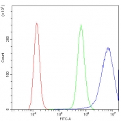 Flow cytometry testing of fixed and permeabilized human A431 cells with HSP27 antibody at 1ug/million cells (blocked with goat sera); Red=cells alone, Green=isotype control, Blue= HSP27 antibody.